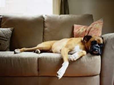 carpet cleaning services for eliminating pet odors