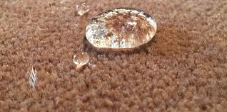 Hydra Clean Carpet Cleaning