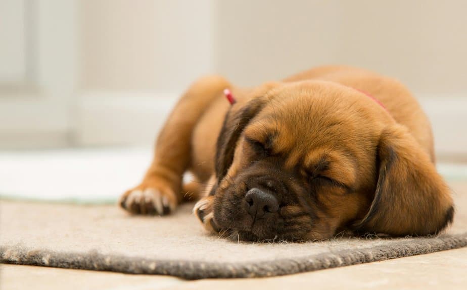 optimal carpet cleaning season